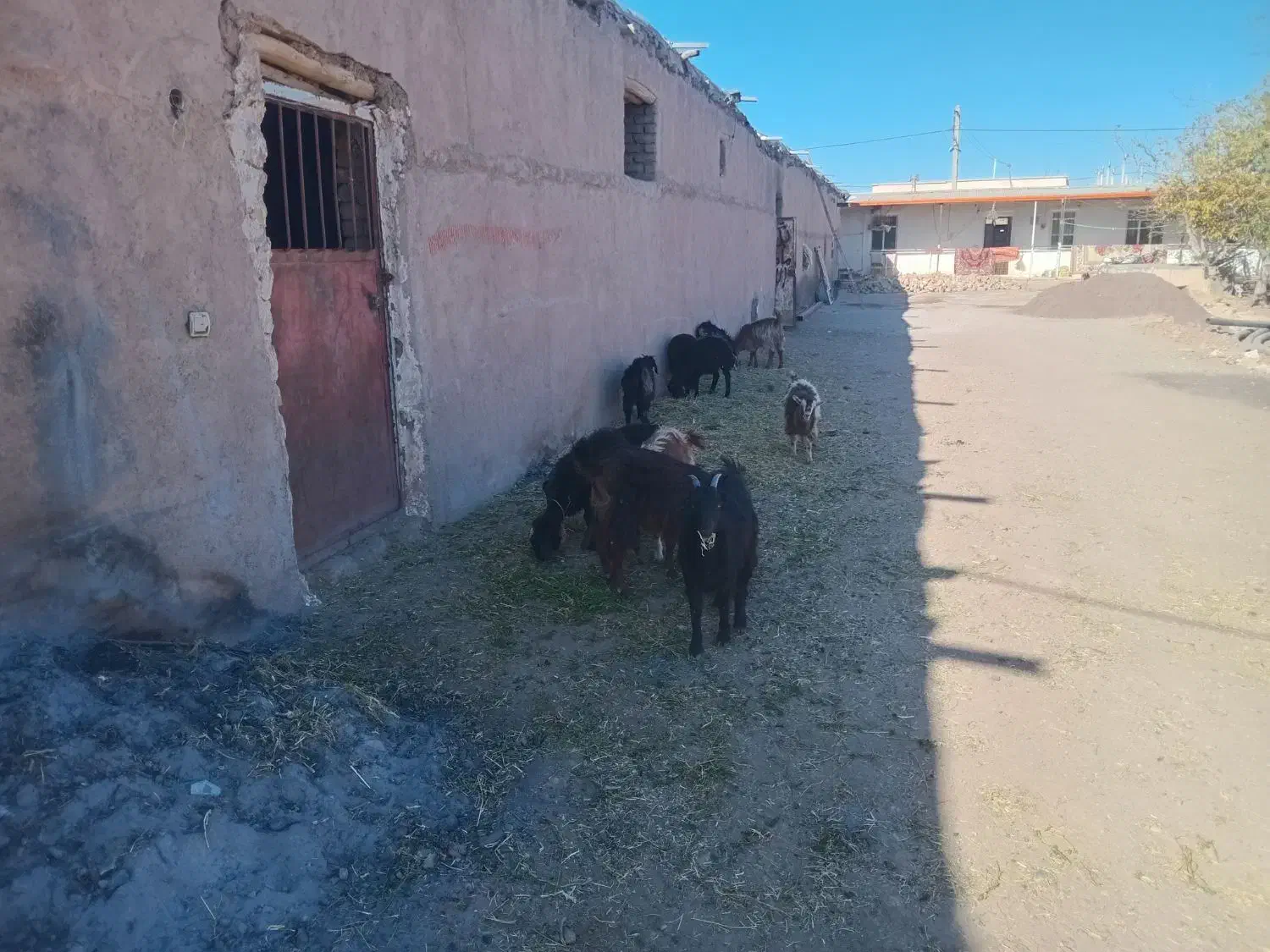 فروش بزغاله وبره|حیوانات مزرعه|تاکستان, |دیوار