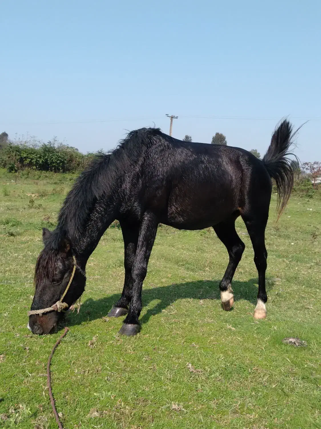 نریان سال ۸ باری سواری|اسب و تجهیزات اسبسواری|شفت, |دیوار