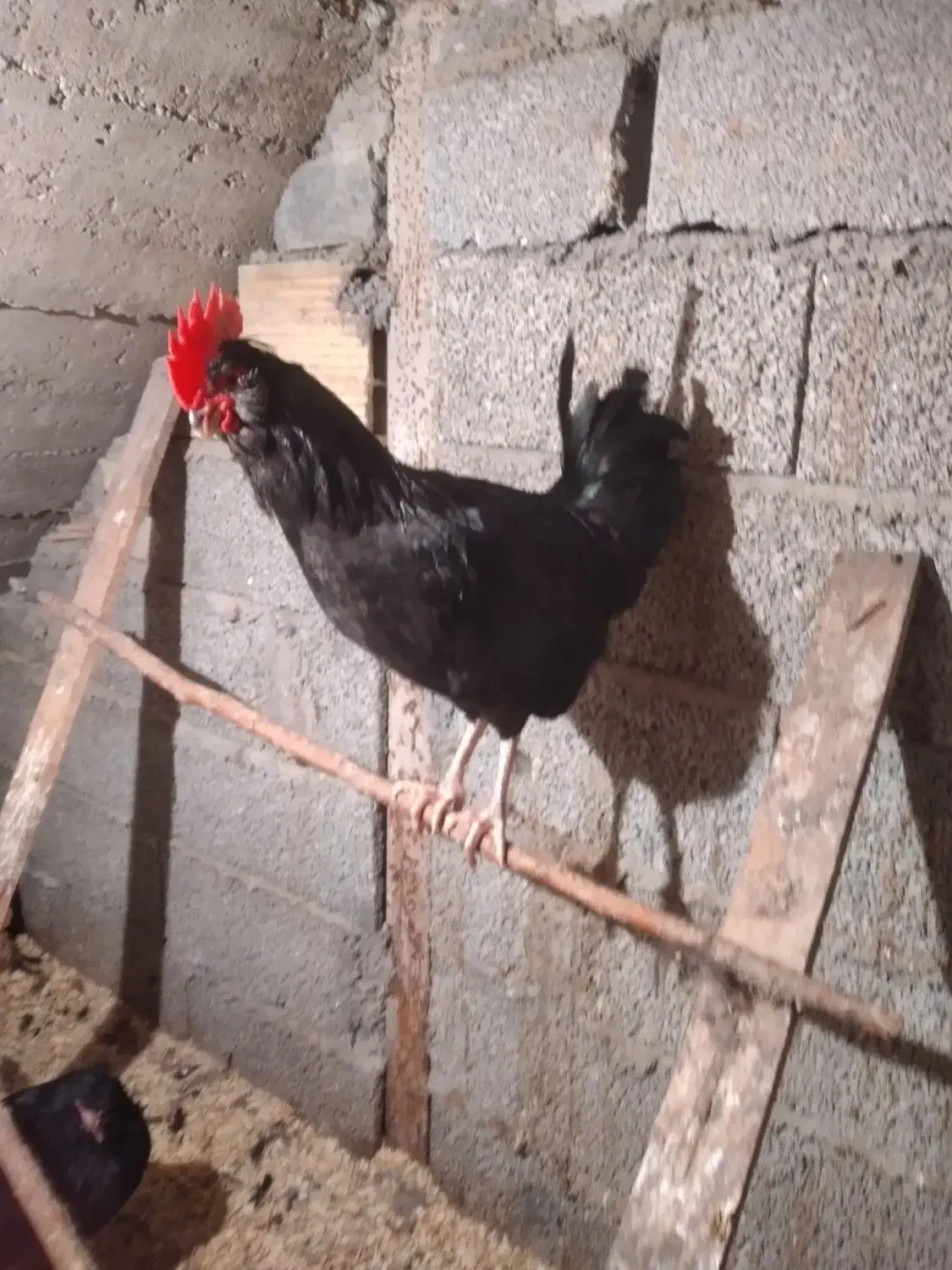 خروس سیاه ،،مرغ وخروس مرندی|حیوانات مزرعه|تنکابن, |دیوار