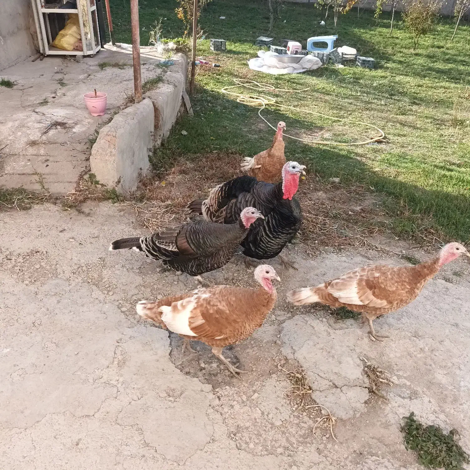 بوقلمون طبیعی|حیوانات مزرعه|اردبیل, |دیوار