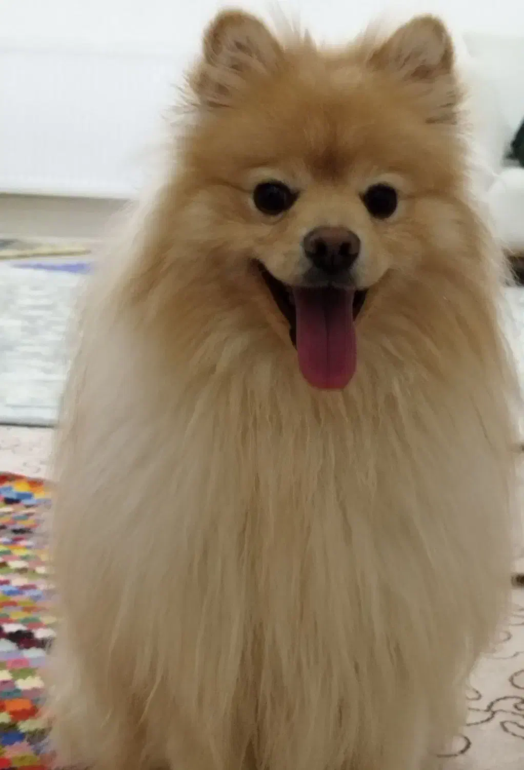 پامرانین|سگ|تکاب, |دیوار