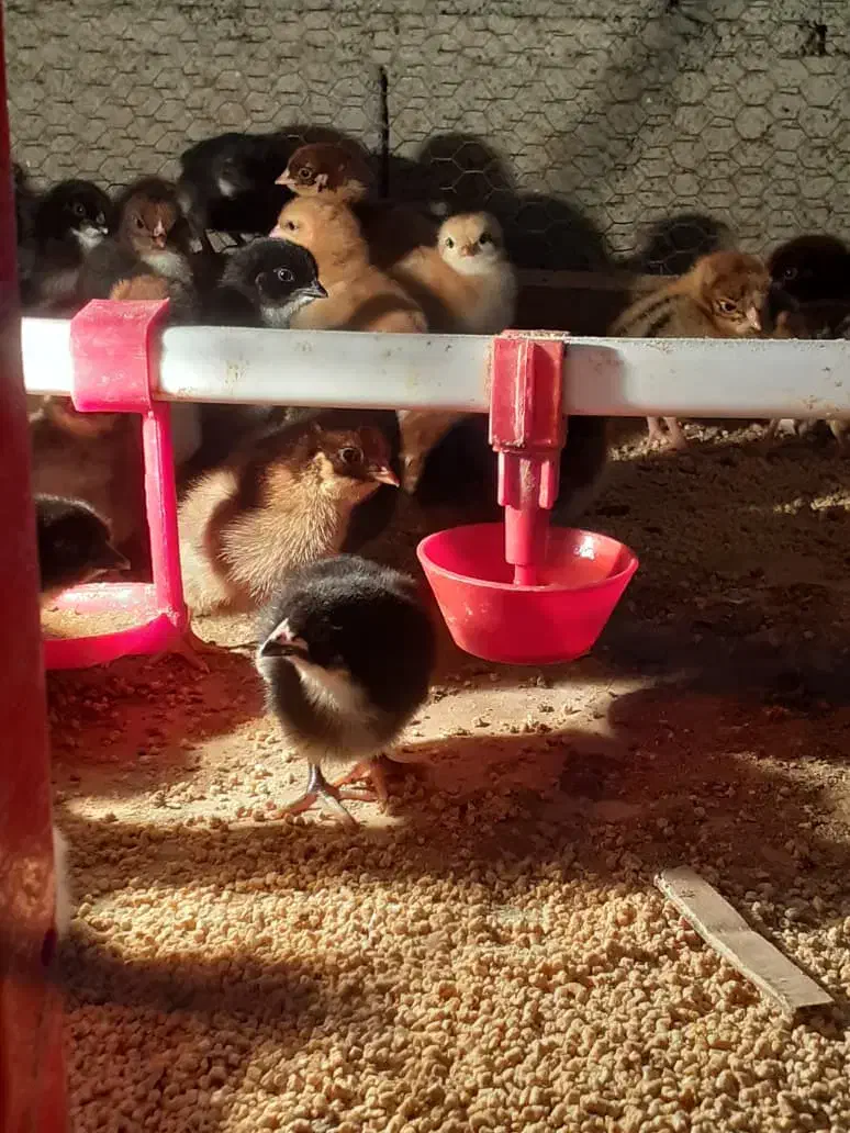 جوجه مرغ گلپایگان ۳ روز|حیوانات مزرعه|قائم‌شهر, |دیوار