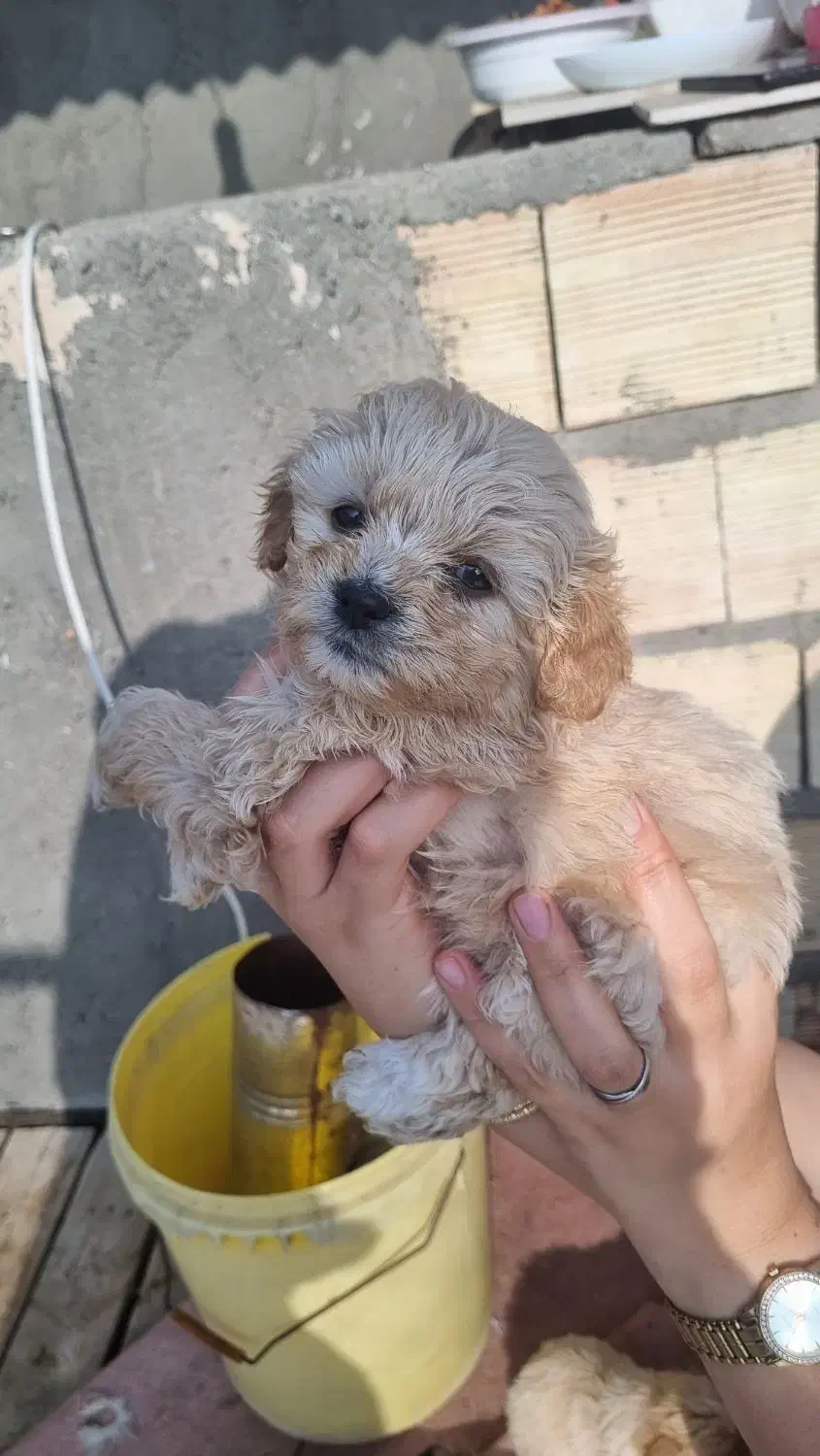 توله پاکوتاه|سگ|خوی, |دیوار