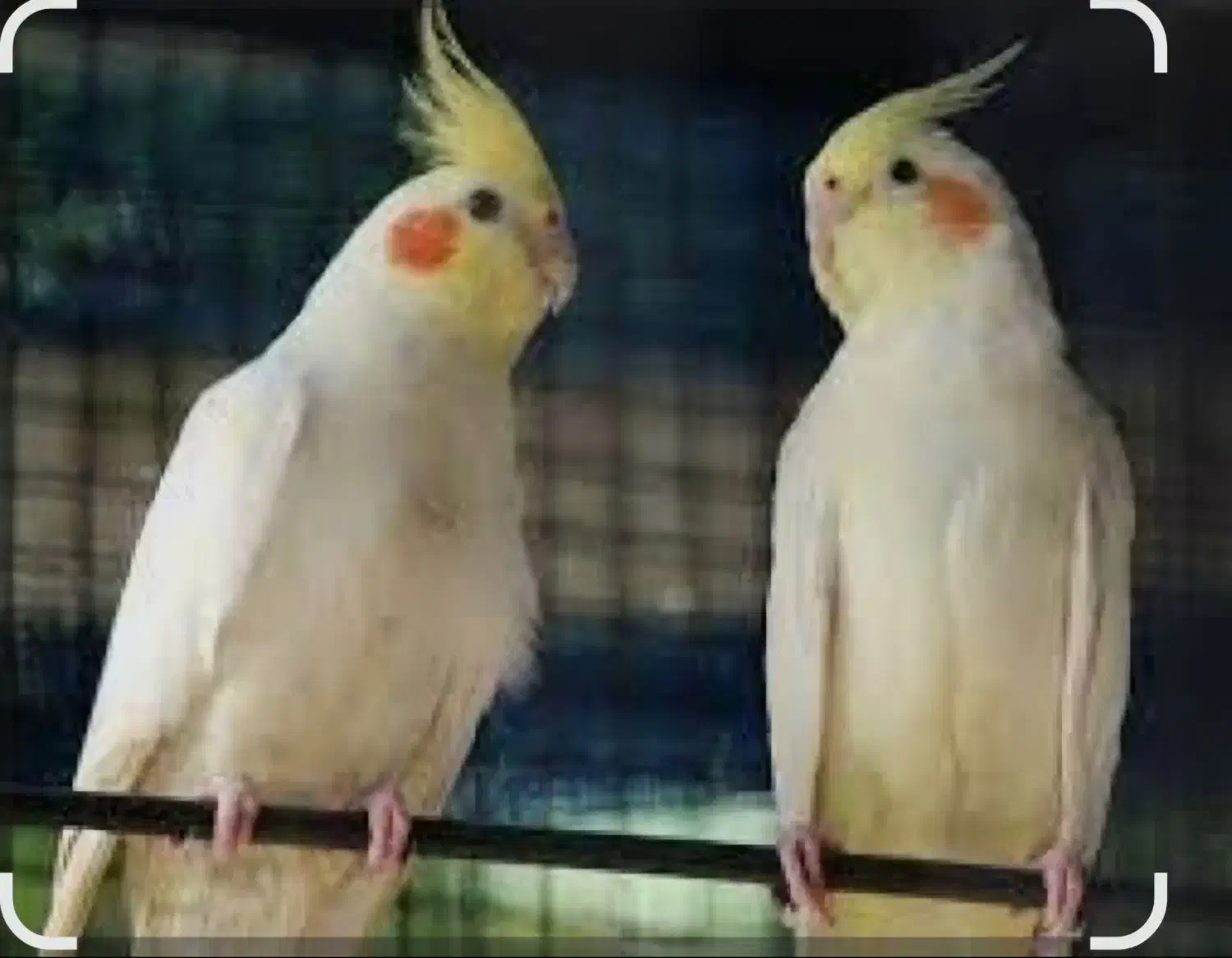 فروش عروس هلندی|پرنده|همایجان, |دیوار