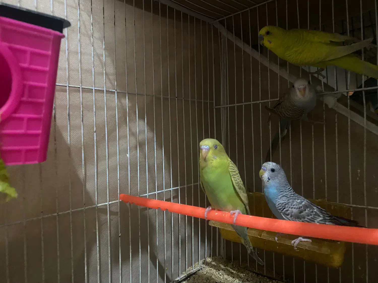 ۱۴عدد مرغ عشق نرو ماده|پرنده|بیرجند, |دیوار