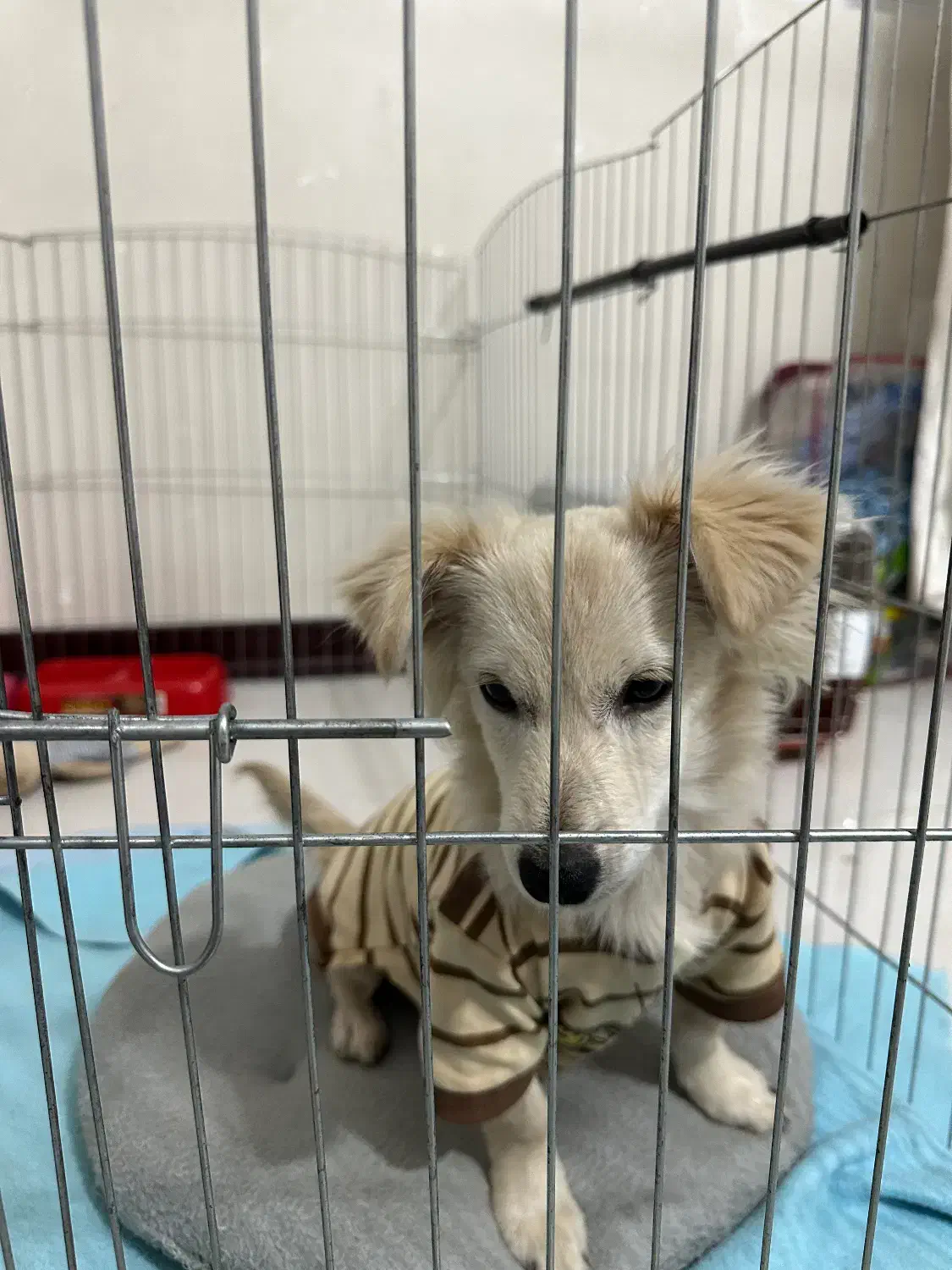 پامر اشپیتز میکس ۸ماهه نر|سگ|شهریار, شهرک شاهد|دیوار