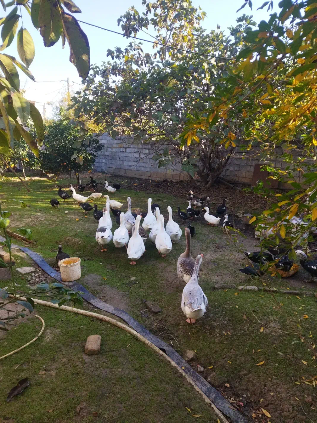 فروش غاز|حیوانات مزرعه|ساری, |دیوار