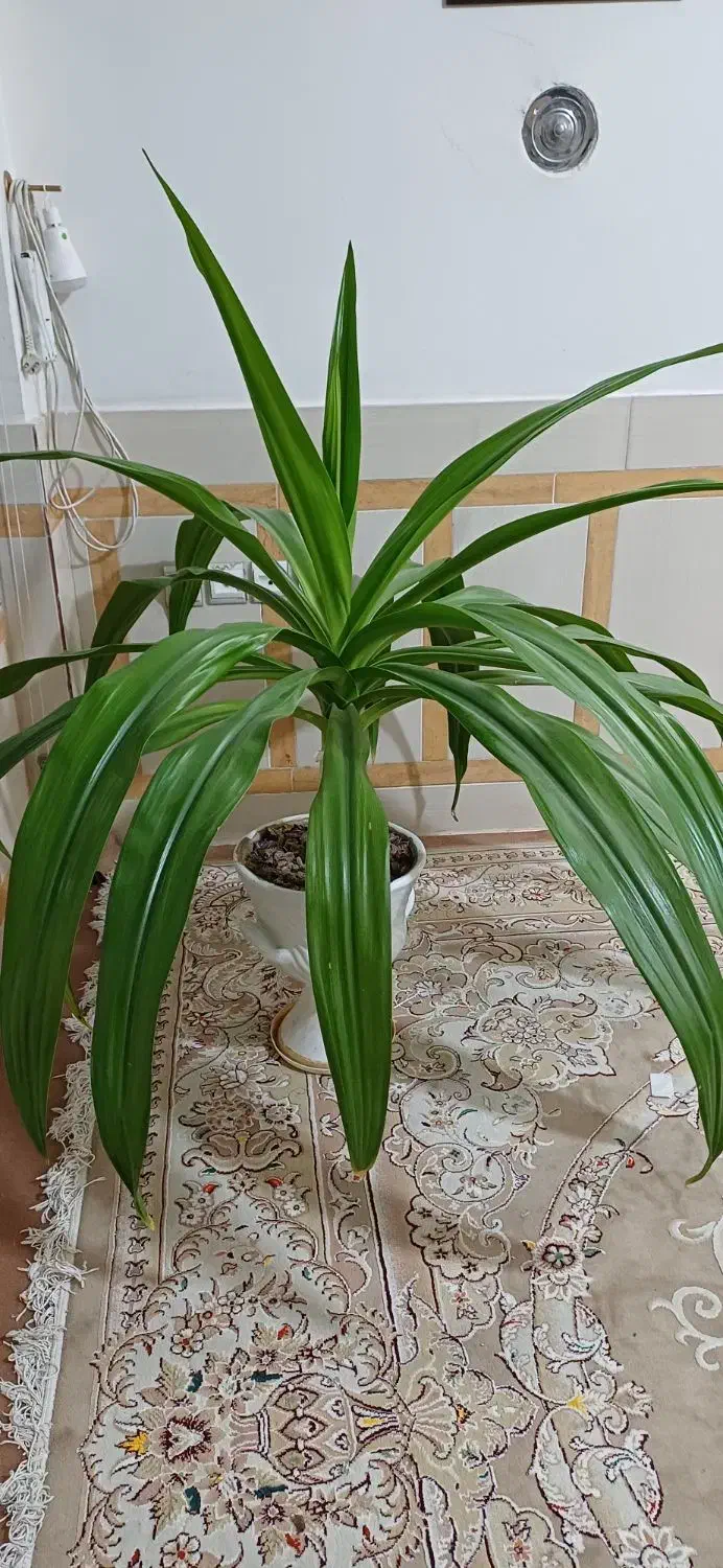 گل اشک ملکه یا سوسن عنکبوتی|گل و گیاه طبیعی|ابریشم, |دیوار