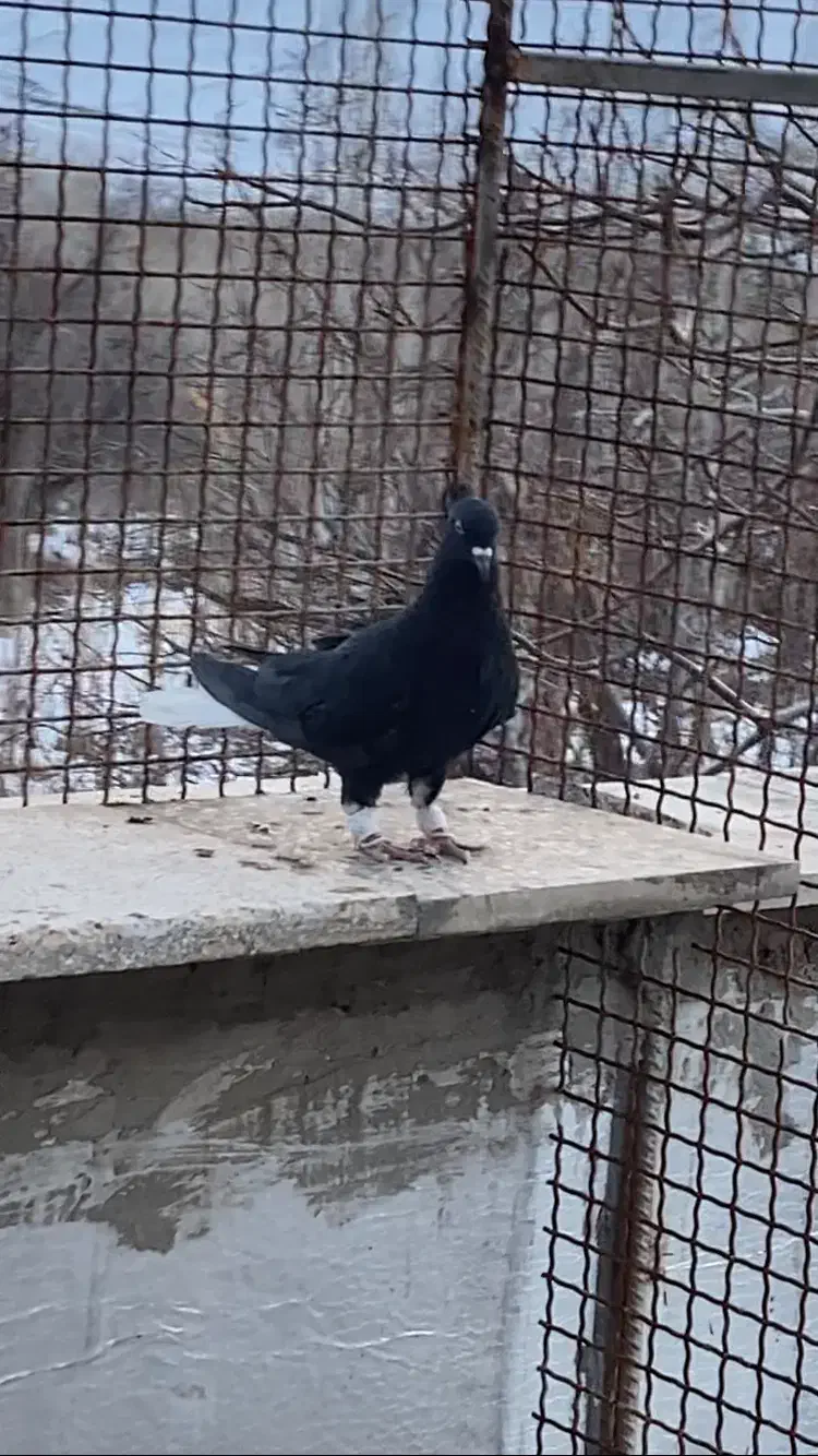 جوجه زاغ مایدم ۱۶ پر دم نر دم سفید|پرنده|همدان, |دیوار