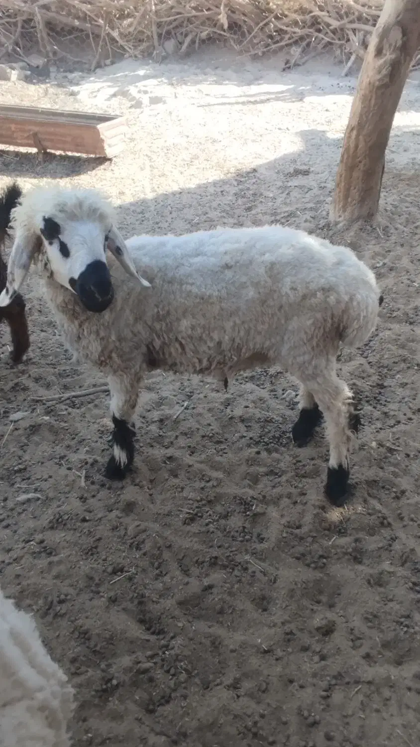 بره چاق و چلبک|حیوانات مزرعه|زابل, |دیوار