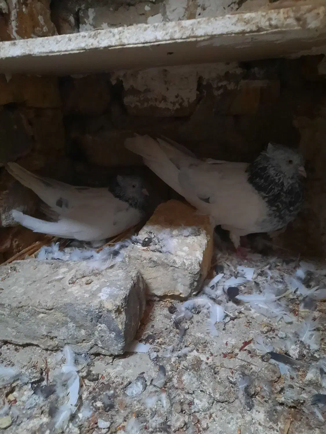 تعداد کفتر|پرنده|فردوس (خراسان), |دیوار