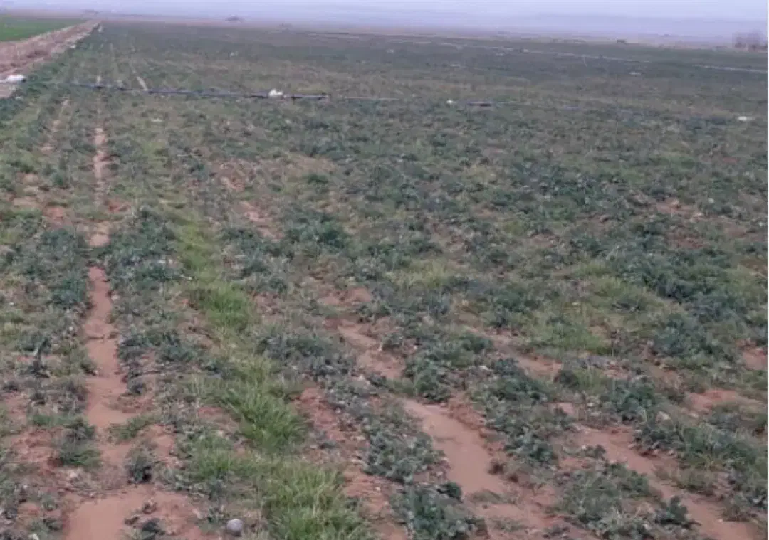 زمین واقع در بارانلو معروف چمنر|فروش دفتر صنعتی، کشاورزی، تجاری|خسروشاه, |دیوار