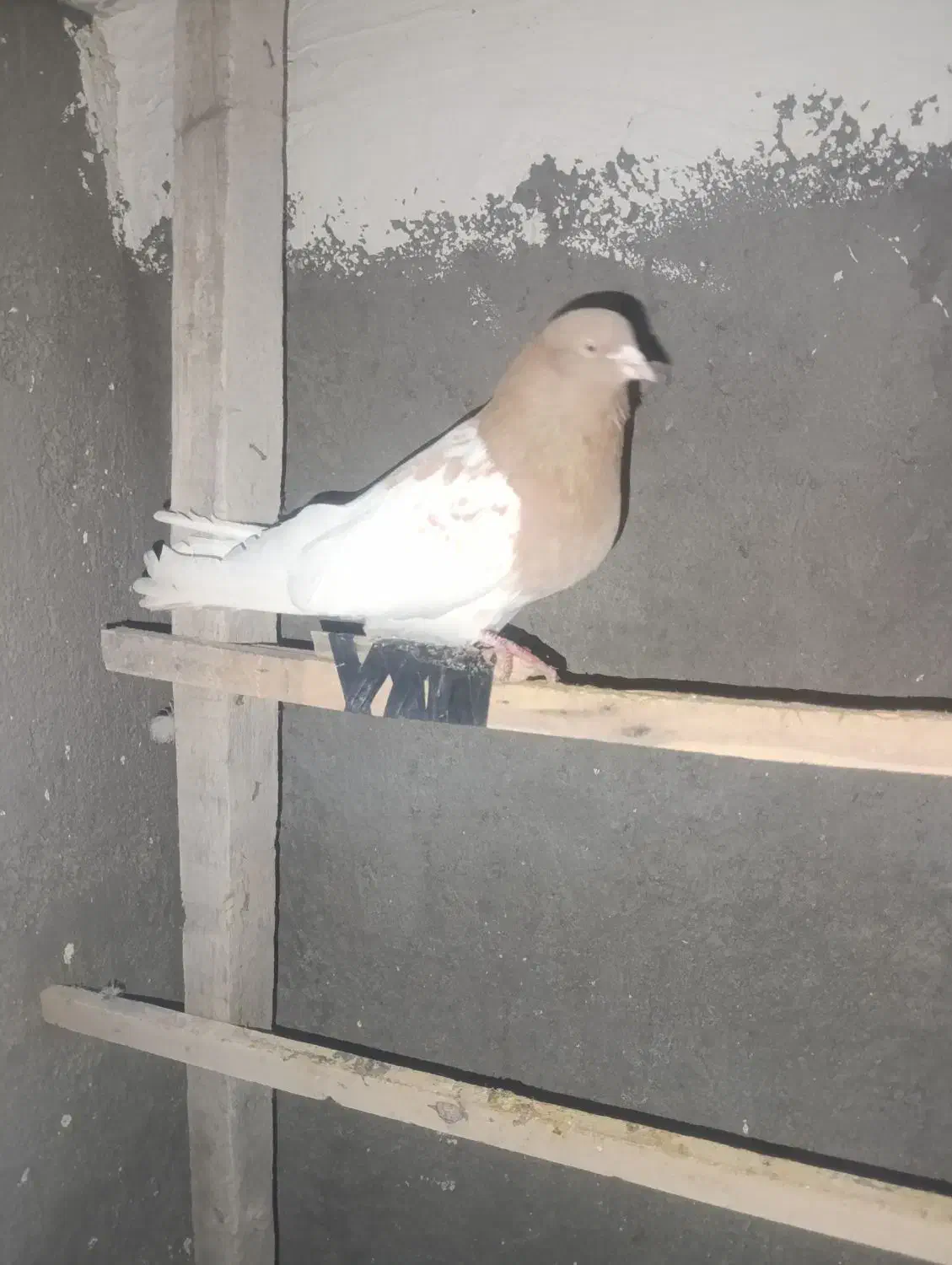 باشلی|پرنده|میانه, |دیوار