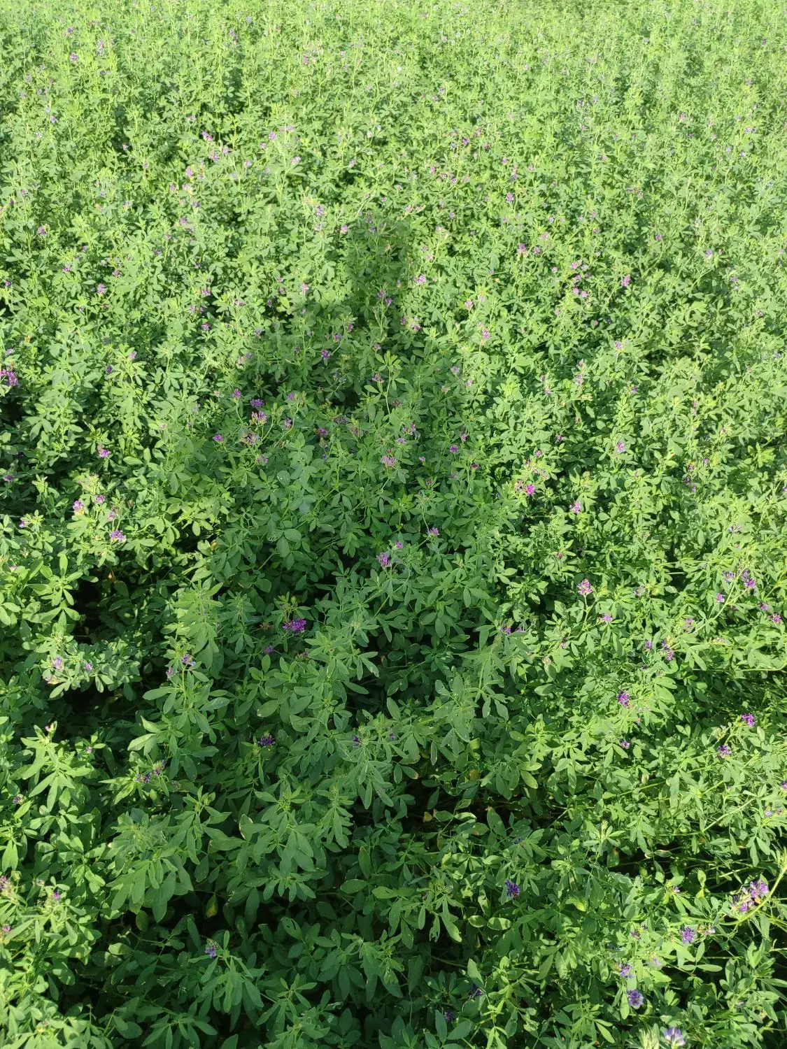 فروش بذر  یونجه محلی کیلو ۱۱۰۰|خدمات باغبانی و درختکاری|بندرعباس, |دیوار