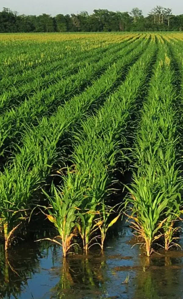 زمین کشاورزی روستای کویشا|فروش دفتر صنعتی، کشاورزی، تجاری|خمام, |دیوار