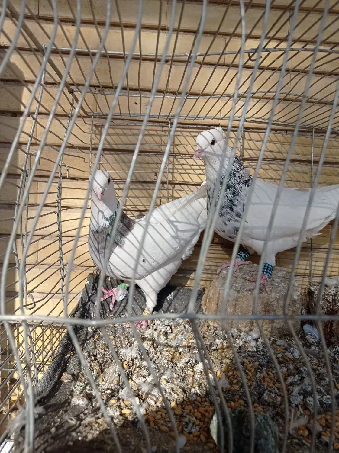 طوقی همه رنگ|پرنده|پیر بکران, |دیوار