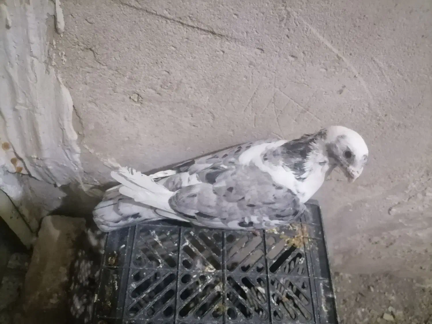 پلنگ کرمونی|پرنده|تربت‌حیدریه, بی بی حسنیه|دیوار