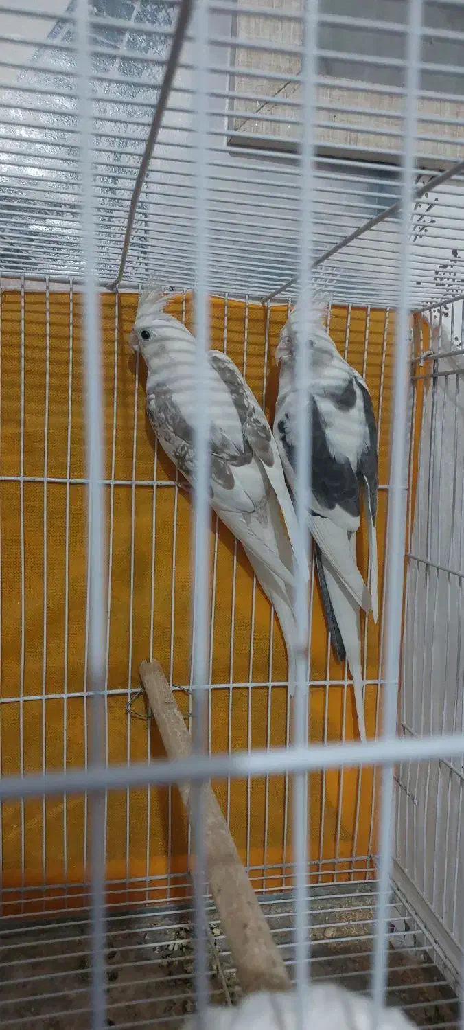 عروس هلندی آلبینو دوکت مولدضمانتی ۱۰۰٪|پرنده|تربت جام, امام|دیوار