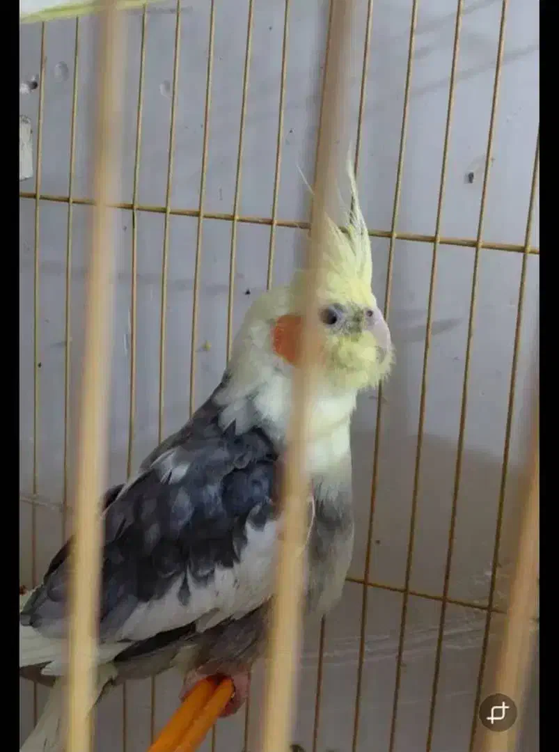 طوطی گمشده|پرنده|بهبهان, |دیوار