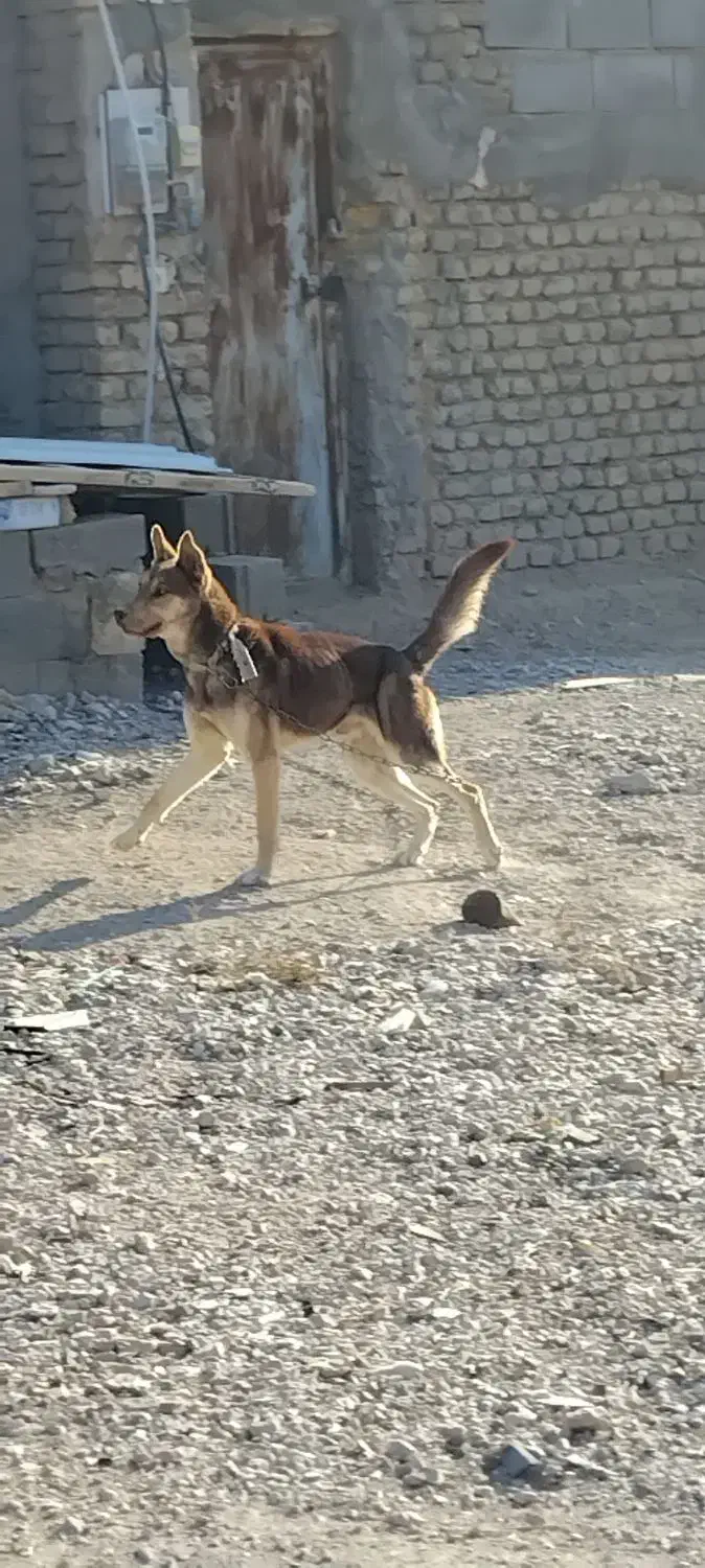 سگ هاسگی|سگ|شاهرود, |دیوار