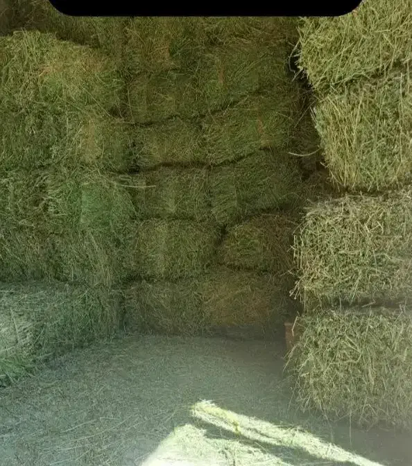 یونجه یا گیاه باغ|عمده‌فروشی|نهاوند, |دیوار