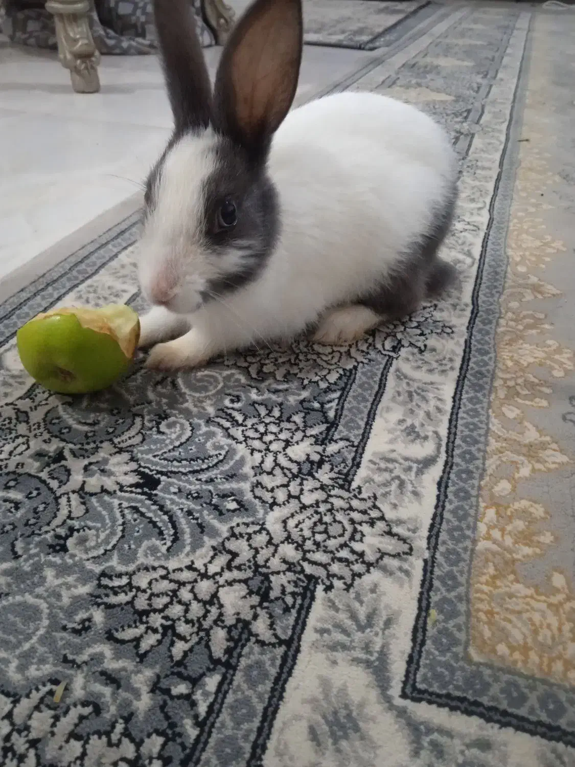 خرگوش پنج ماهه|موش و خرگوش|لولمان, |دیوار