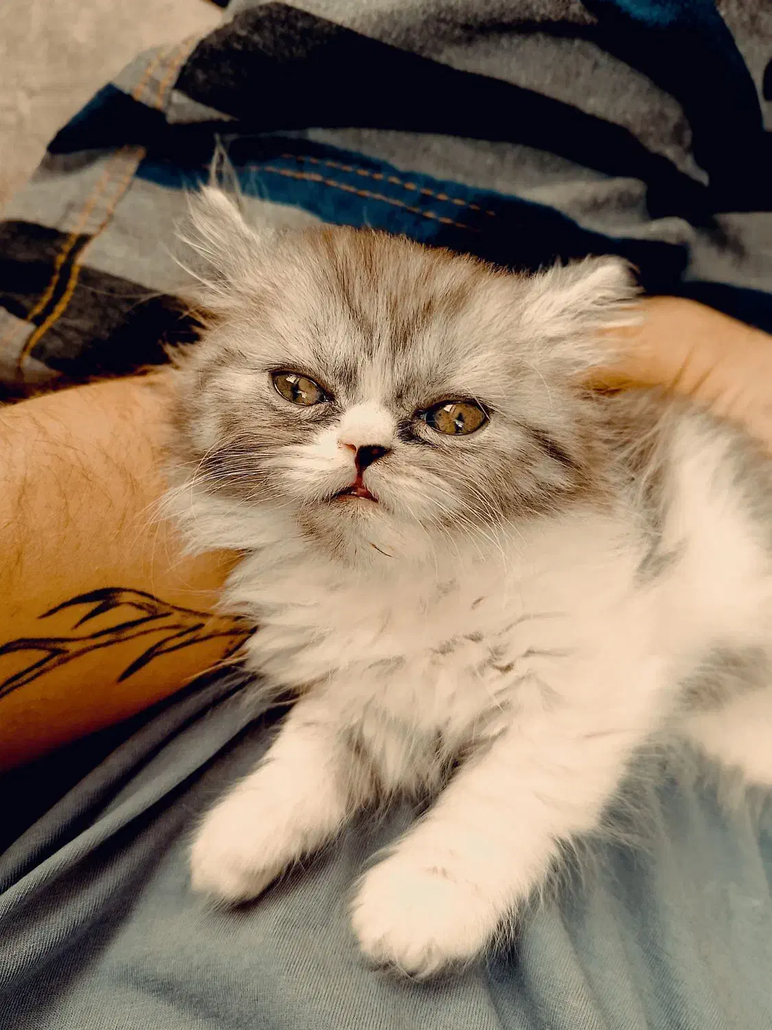 توله پرشین|گربه|مشهد, ادیب نیشابوری (شهرک غرب)|دیوار