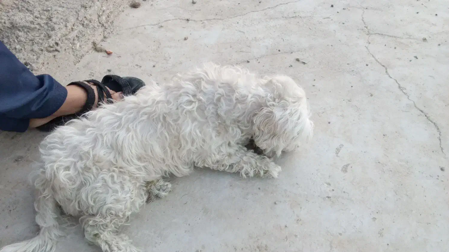 سگ تریر گمشده|سگ|اصفهان, گرکان|دیوار