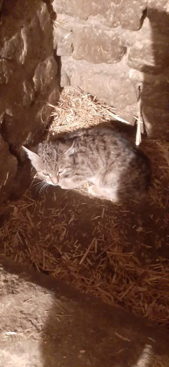 گربه خوب|گربه|اردبیل, |دیوار