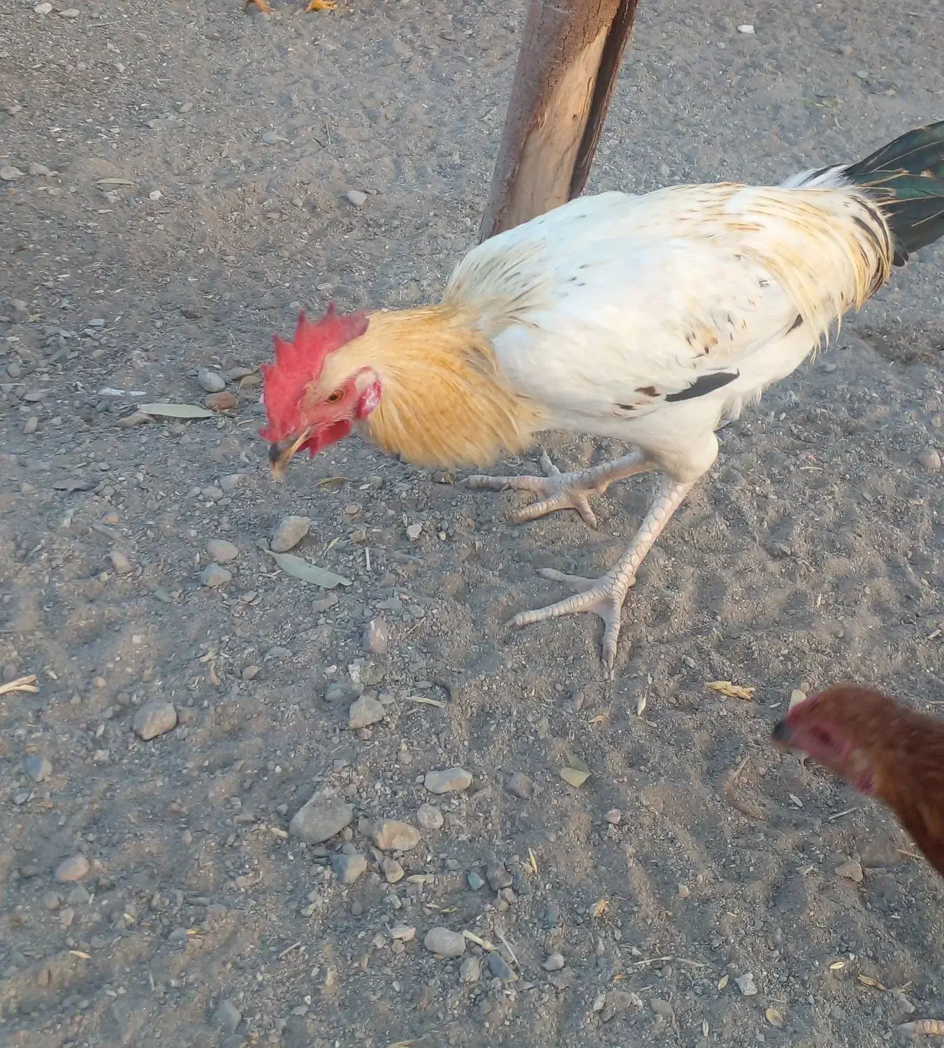 فروش خروس.و جوجه خروس محلی|حیوانات مزرعه|کهنوج, |دیوار