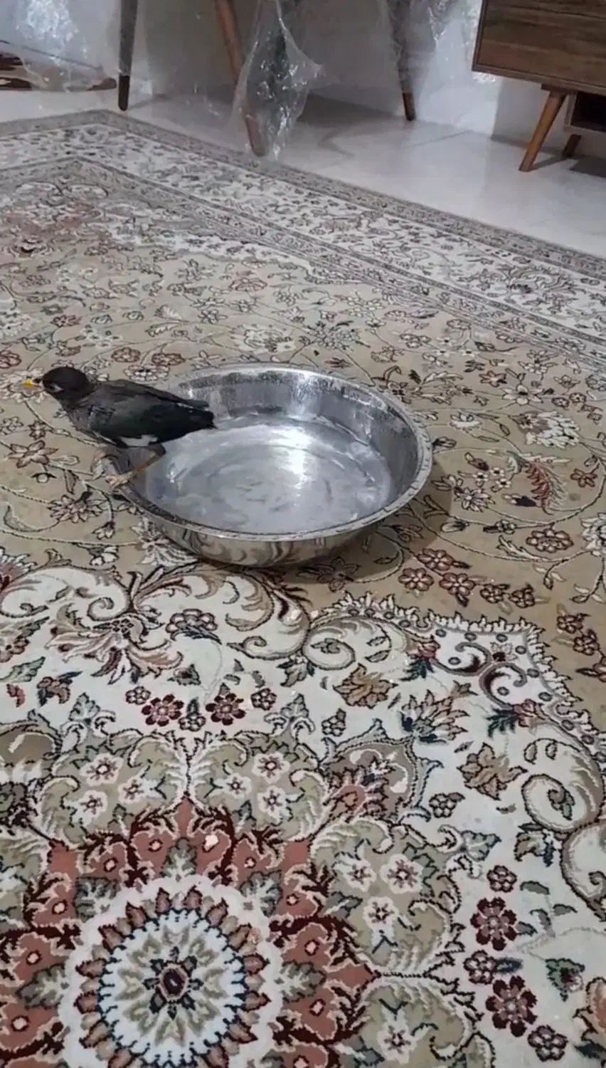 پرنده|پرنده|مشهد, مشهدقلی|دیوار