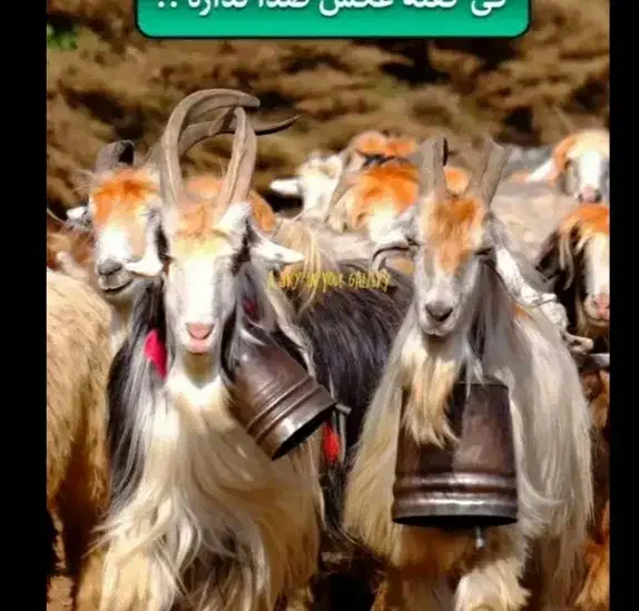 مژدگانی|حیوانات|اندیکا, |دیوار