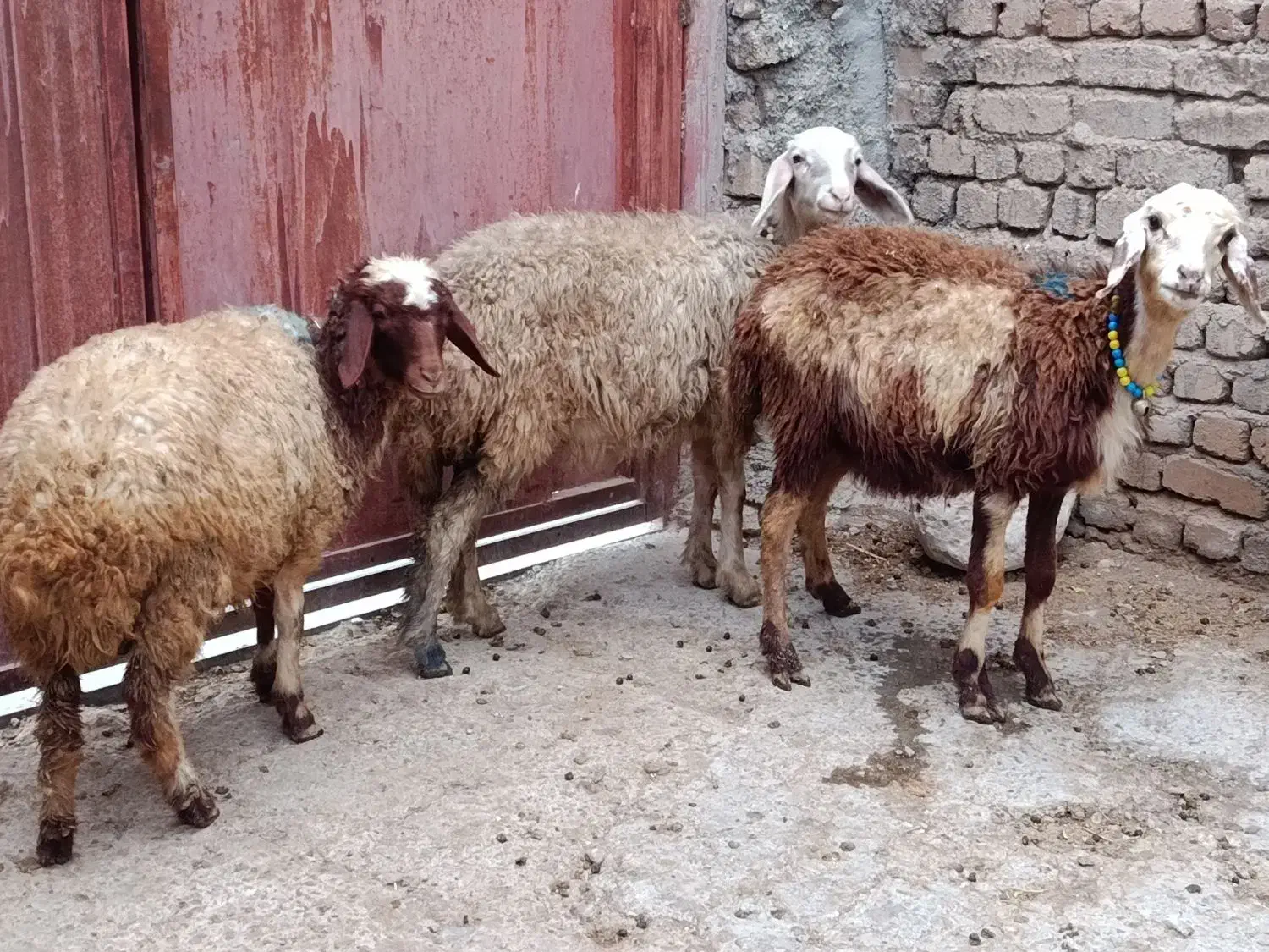 سه راس بره|حیوانات مزرعه|بروجرد, |دیوار