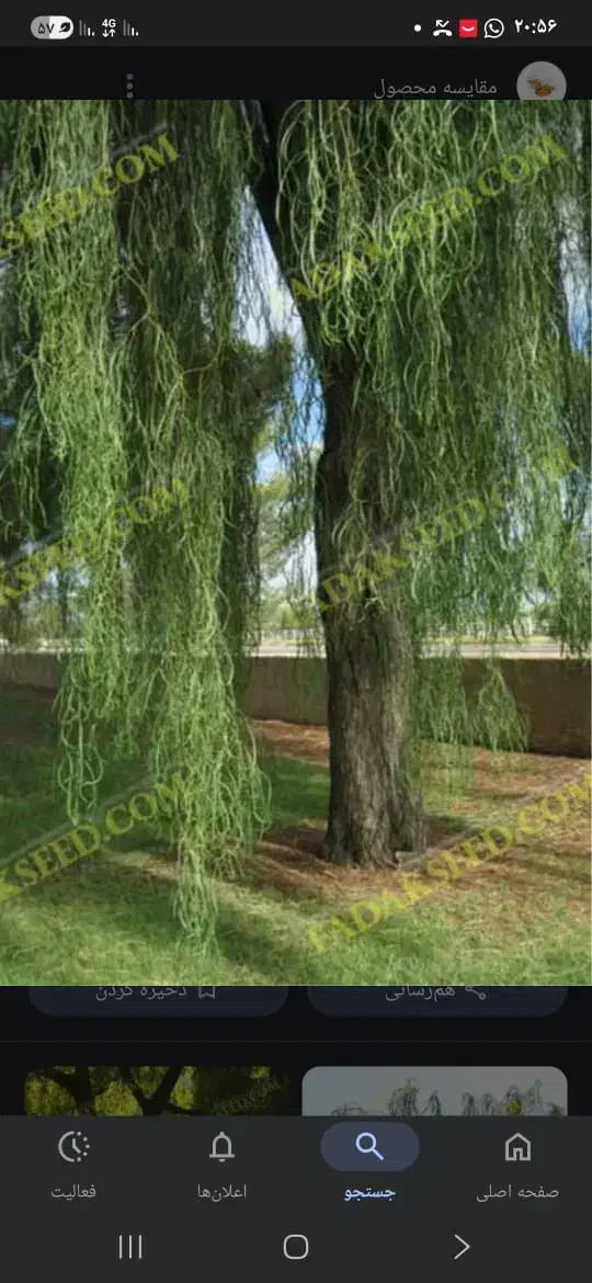 خرید انواع درخت حرس چوب و غیره|خدمات باغبانی و درختکاری|بهبهان, |دیوار