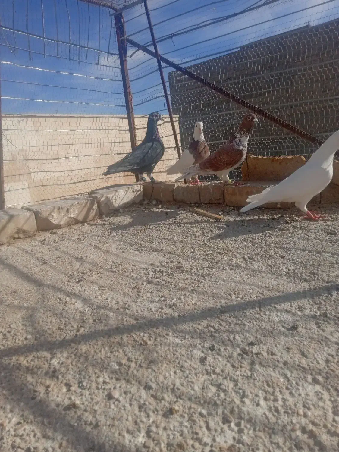 افشون|پرنده|اسفراین, |دیوار