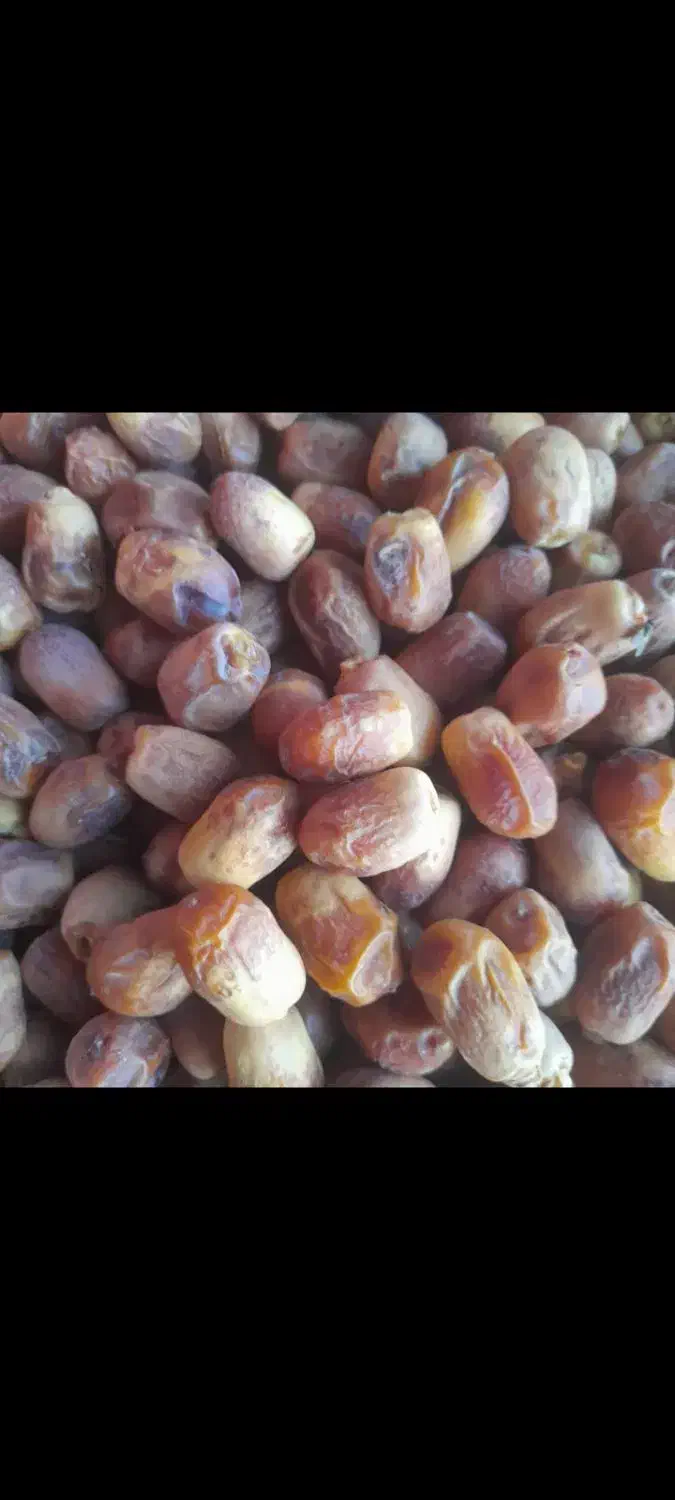 قصب گوشتی وتازه امسال|خوردنی و آشامیدنی|افزر, |دیوار