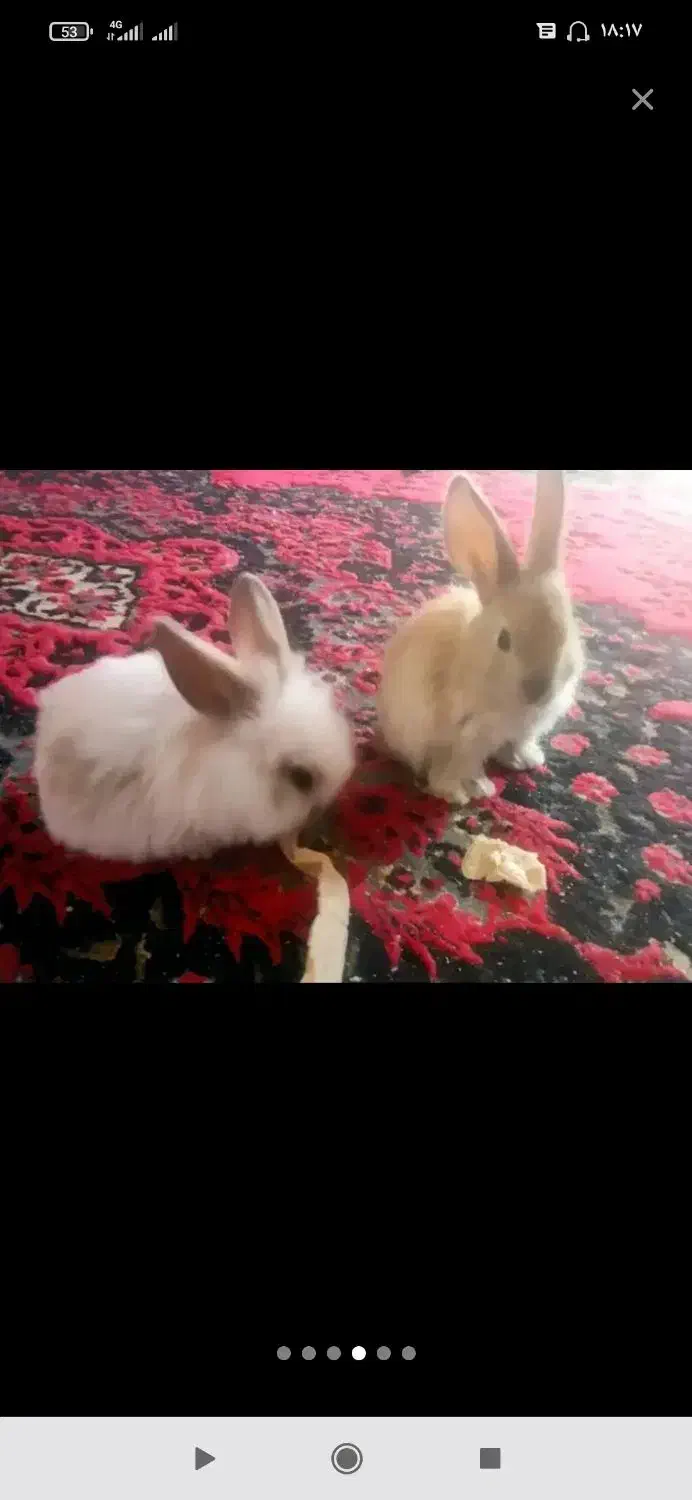 خرگوش لوپ|موش و خرگوش|سبزوار, جوادیه شرقی|دیوار