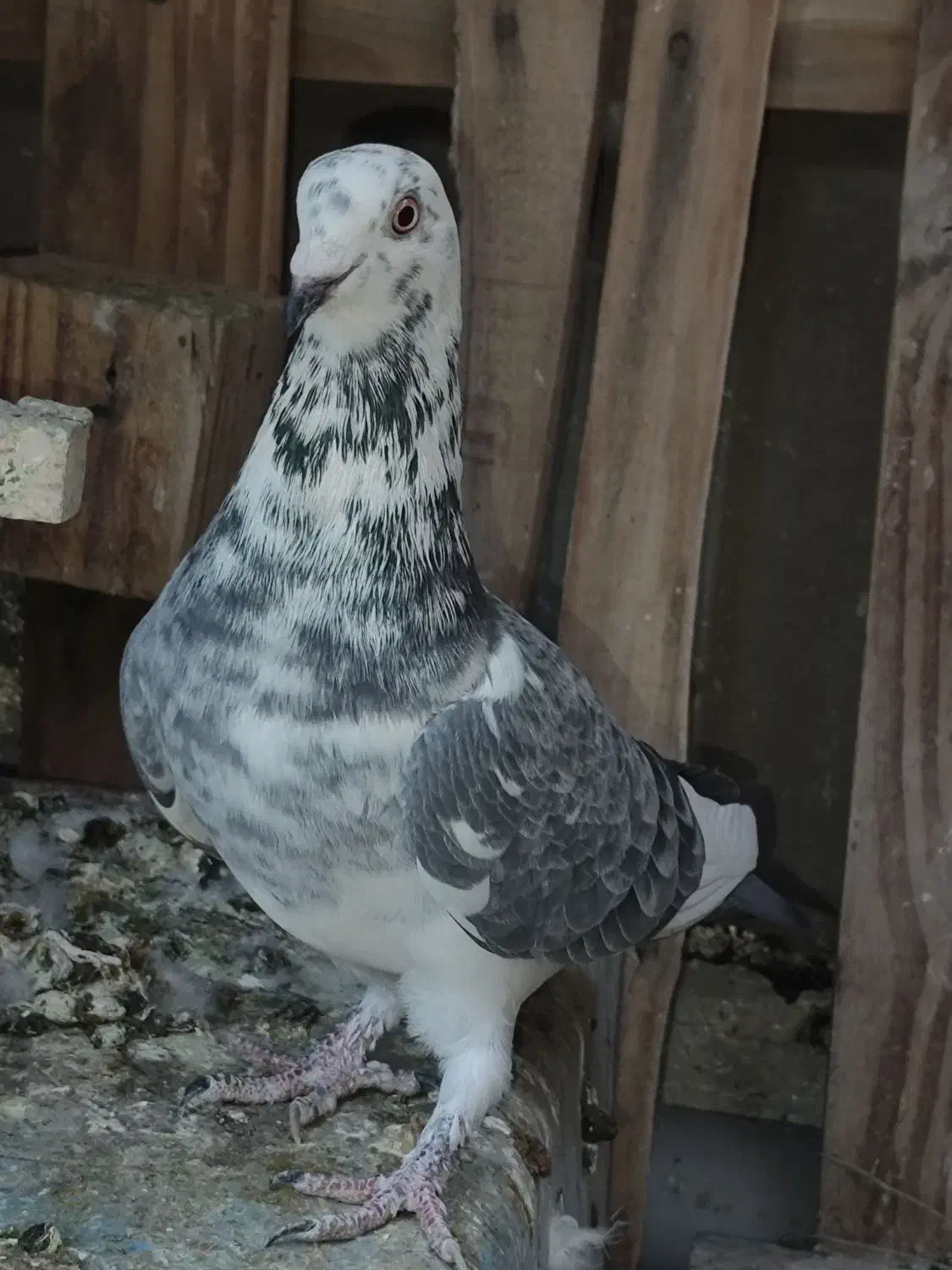 سینه کله بزک سینه سفید پاکستانی|پرنده|شیراز, کوشک میدان|دیوار