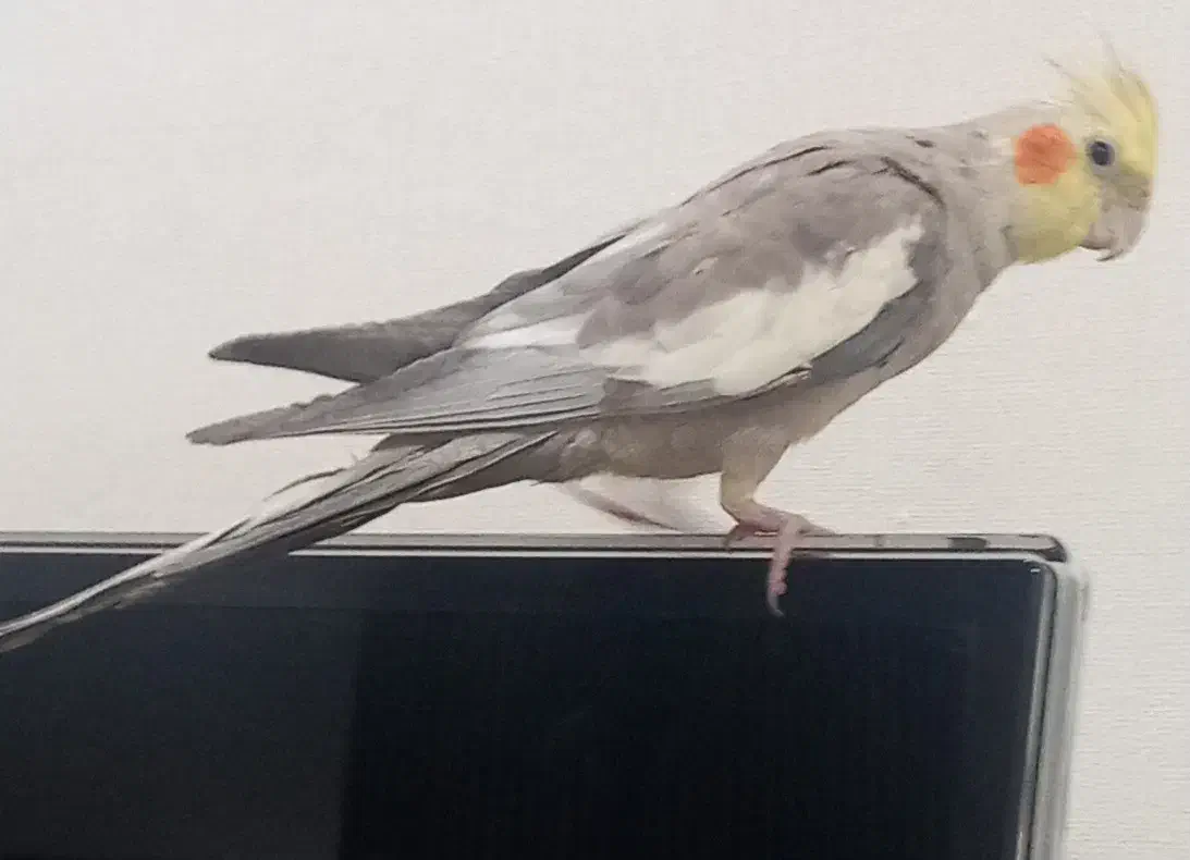 دو عدد عروس هلندی|پرنده|یزد, |دیوار