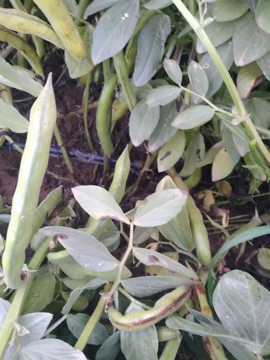 باقله|گل و گیاه طبیعی|کازرون, |دیوار