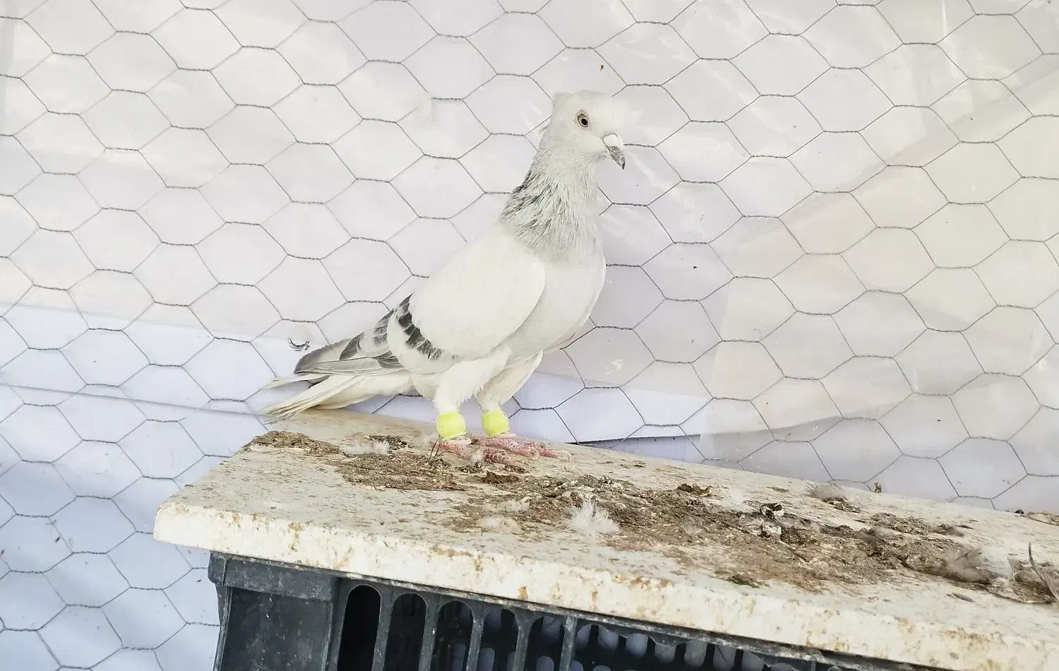 شامی دم سفیدـ سرکه ای دم سفید ـ سرخ دم سفید...|پرنده|قزوین, |دیوار