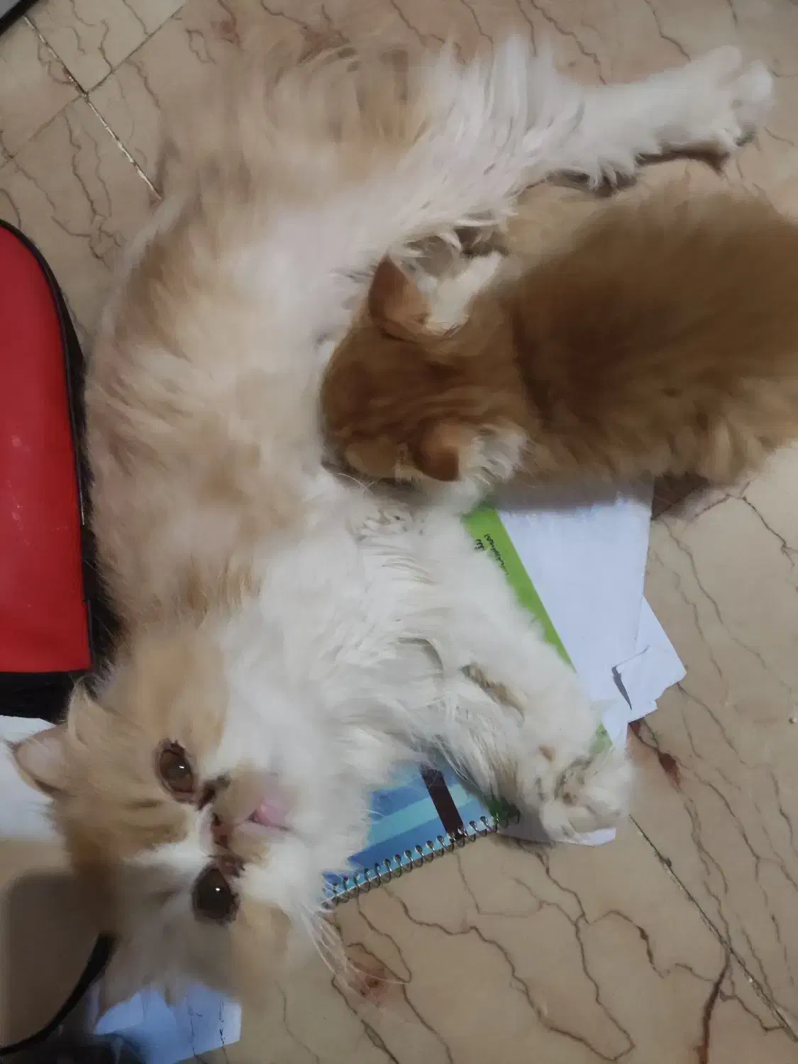 گربه ماده پرشین بالغ ۲ ساله با ۲ زایمان موفق|گربه|تهران, جنت‌آباد شمالی|دیوار