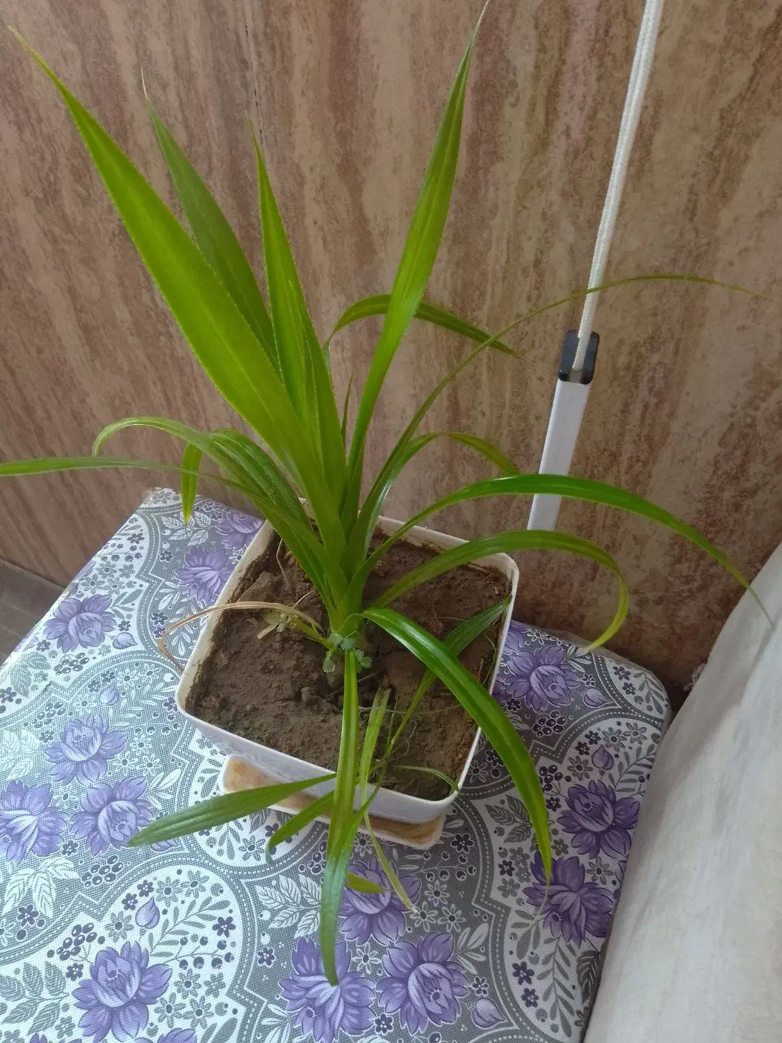 گل  و گیاه|گل و گیاه طبیعی|سیدآباد, |دیوار