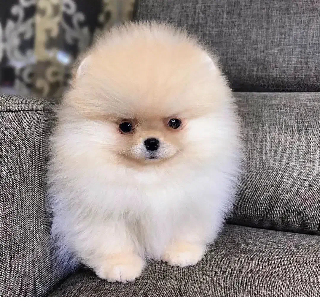 توله سگ پامر/ پامرانین خرسی (اورجینال)|سگ|تهران, وردآورد|دیوار