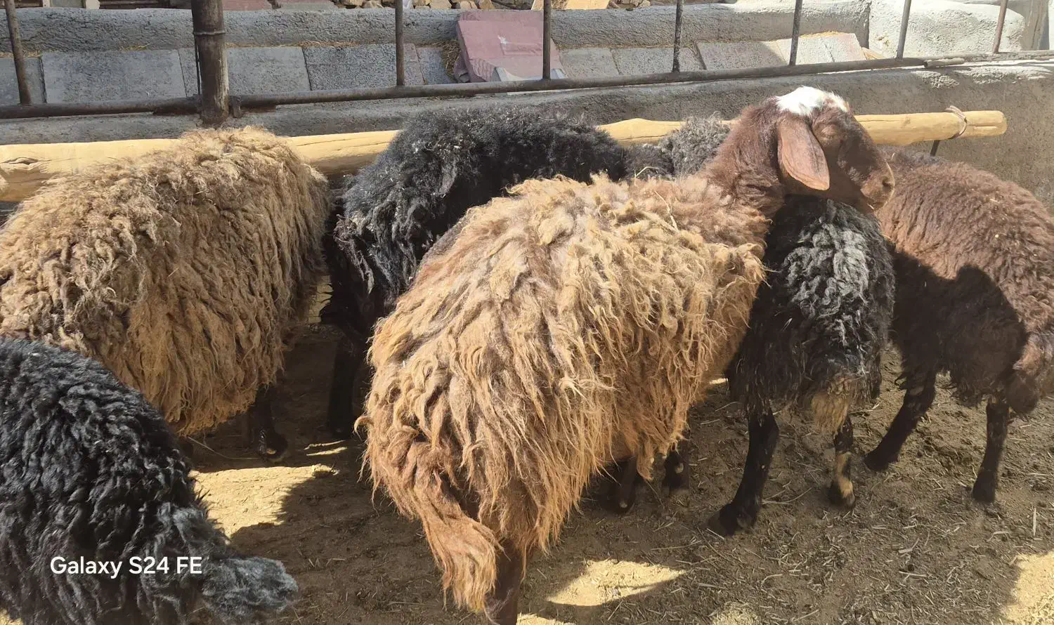 میش و بره|حیوانات مزرعه|اراک, |دیوار