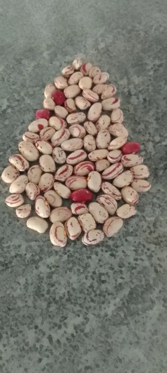 لویبا چی تی ۷۰ روزه پاکوتا|خوردنی و آشامیدنی|محمدبار, |دیوار