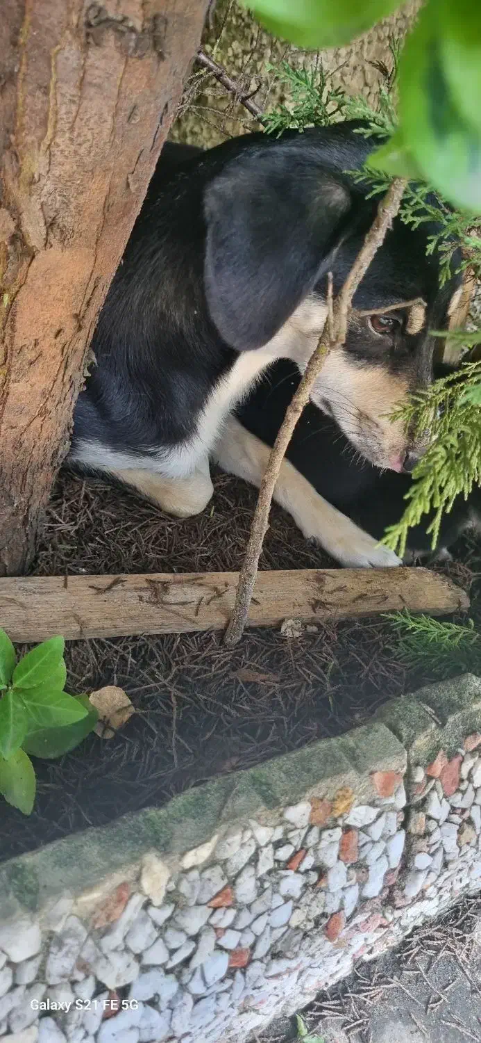 واگذاری رایگان توله دو ماهه ماده و مادر یک ساله|سگ|نوشهر, |دیوار