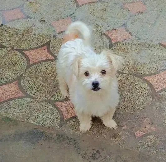 اشپیتز پامر|سگ|بندرعباس, |دیوار