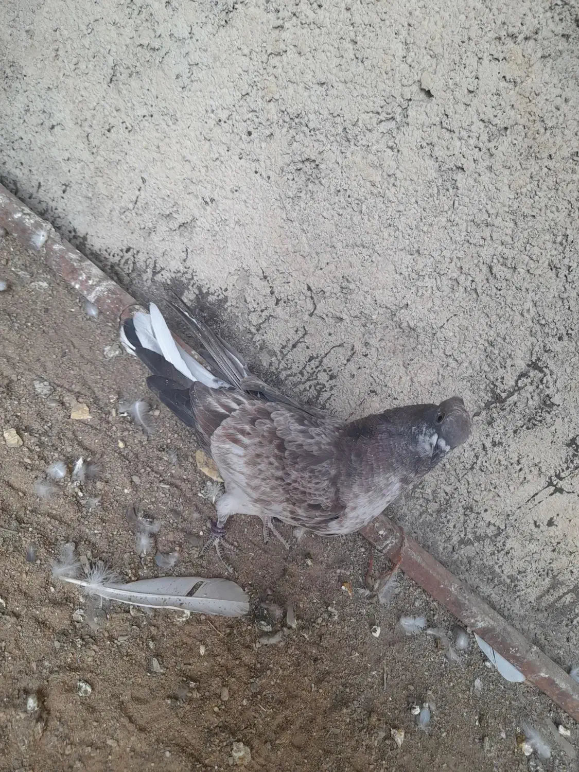 کفتر|پرنده|فولادشهر, فولادشهر|دیوار