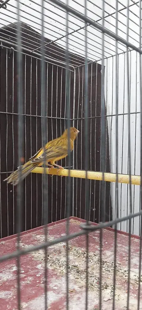 قناری.|پرنده|شیراز, شهرک والفجر|دیوار